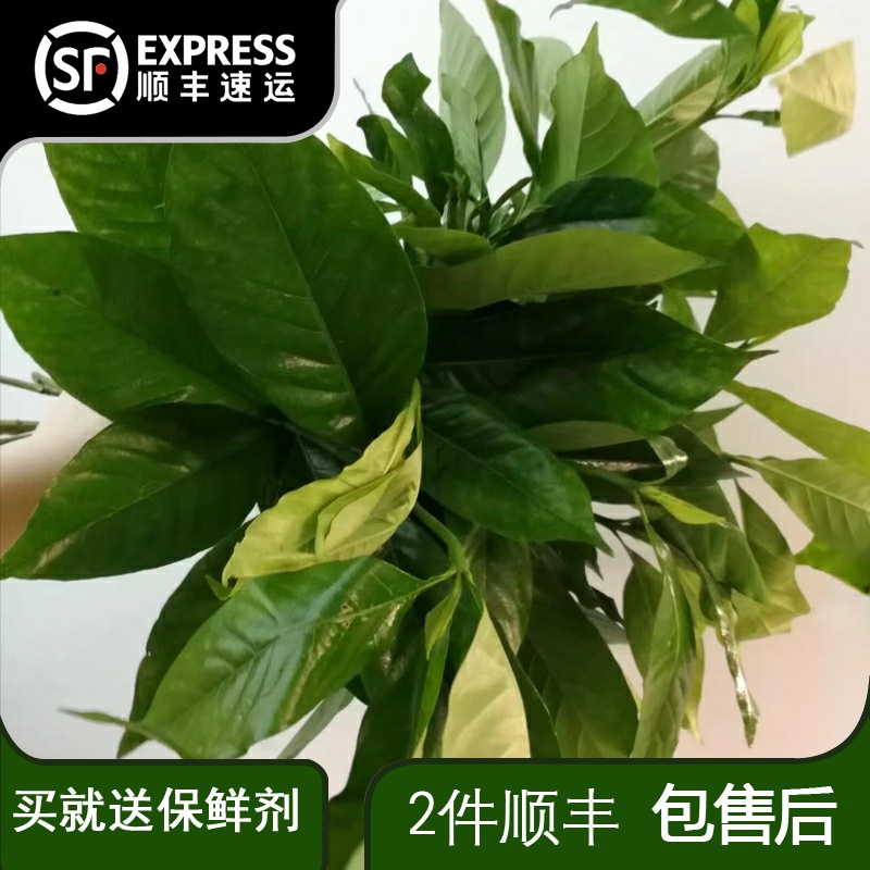 新鲜栀子叶基地直发鲜切配花配叶居家装饰真花婚玉兰昆明直发
