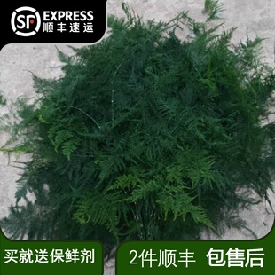 水培文竹鲜切云南直发鲜切花绿植茶室鲜花文竹云竹水培挺花手捧花