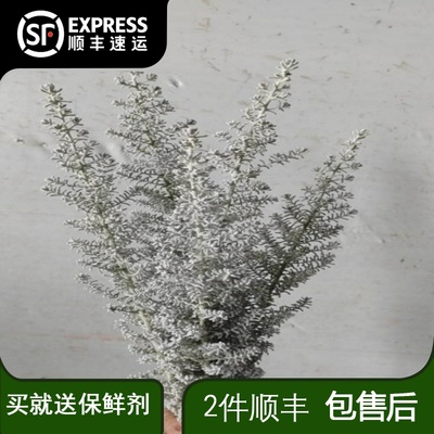 地肤草鲜花花束云南直发水养新鲜插花水培植物配花配草绿植家用