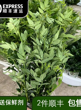 九星叶鲜花云南直发昆明基地直批 ins风简约家庭办公鲜切花配花