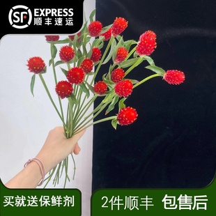 千日红小菊三文鱼高山羊齿向日葵鲜花花瓶插花云南直发洋甘菊家用