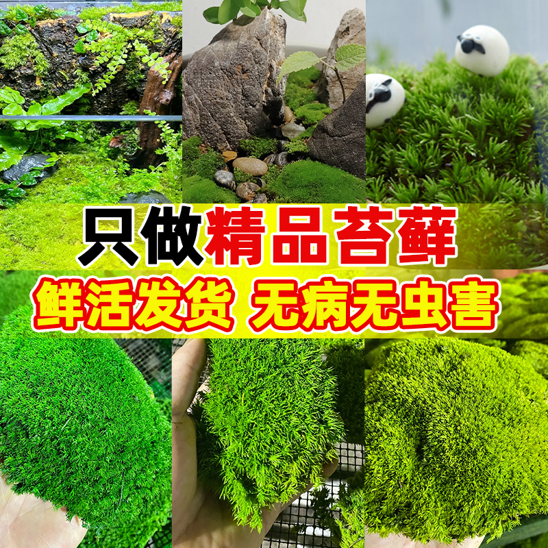 吸水微景观苔藓青苔盆栽装饰