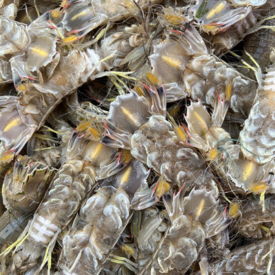 本地小船当天上岸新鲜全母全膏皮皮虾三斤（损耗10%熟发）