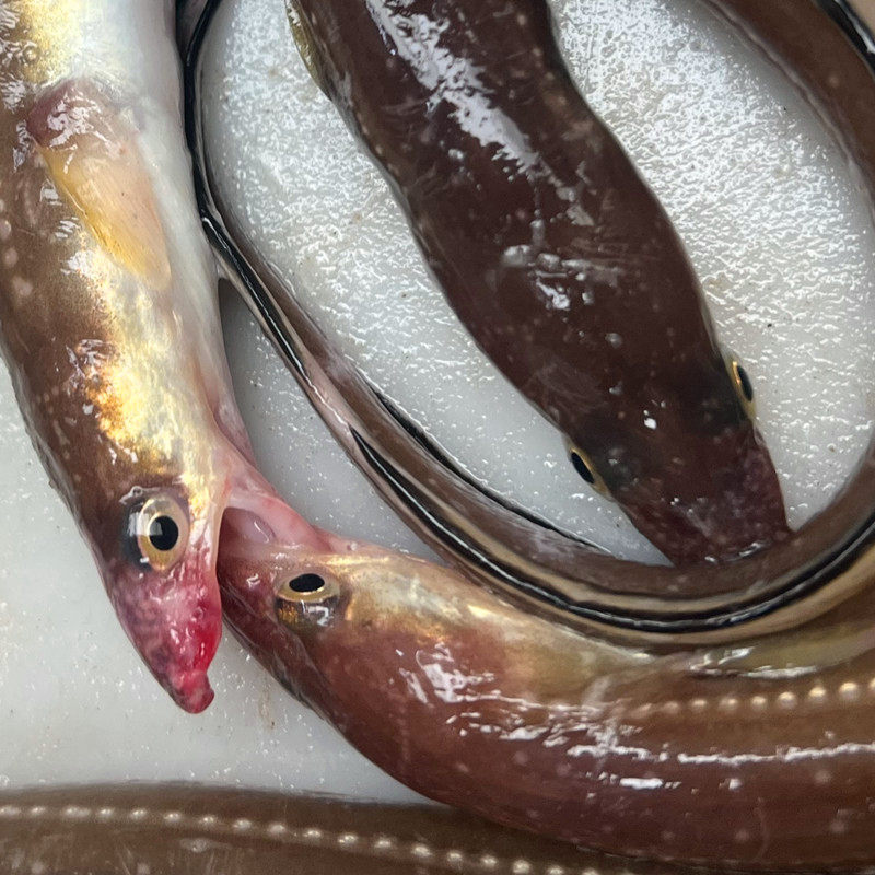 小沙鳗七星鳗鱼鲜活冷冻冰鲜油鳗海鳝,水产肉类/新鲜蔬果/熟食,鳗鱼,淘宝优惠券,粉丝福利购,淘宝优惠卷