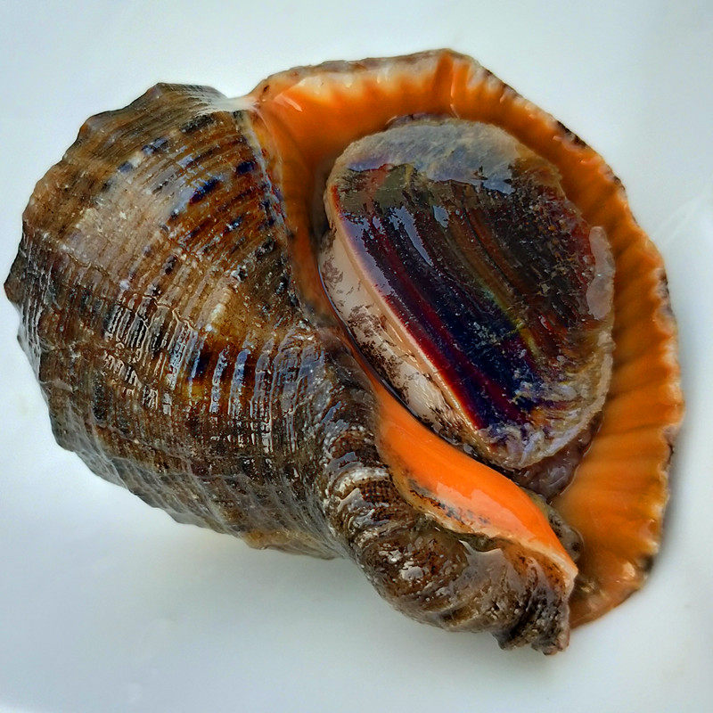 当天上岸本地小船鲜活薄壳海螺