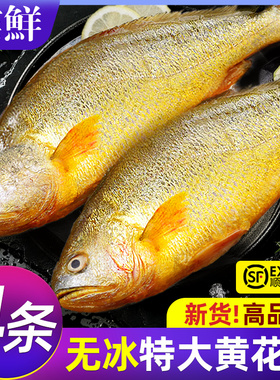 黄花鱼新鲜冷冻特大黄鱼鲜活生鲜深海鱼黄鱼鲞小黄鱼宁德商用整箱