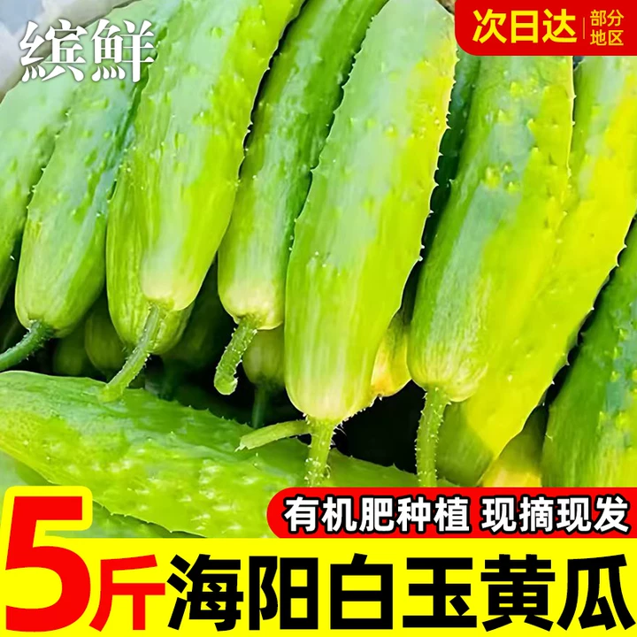 海阳白玉水果黄瓜新鲜生吃玉女小黄瓜青瓜孕妇应季蔬菜现摘5斤