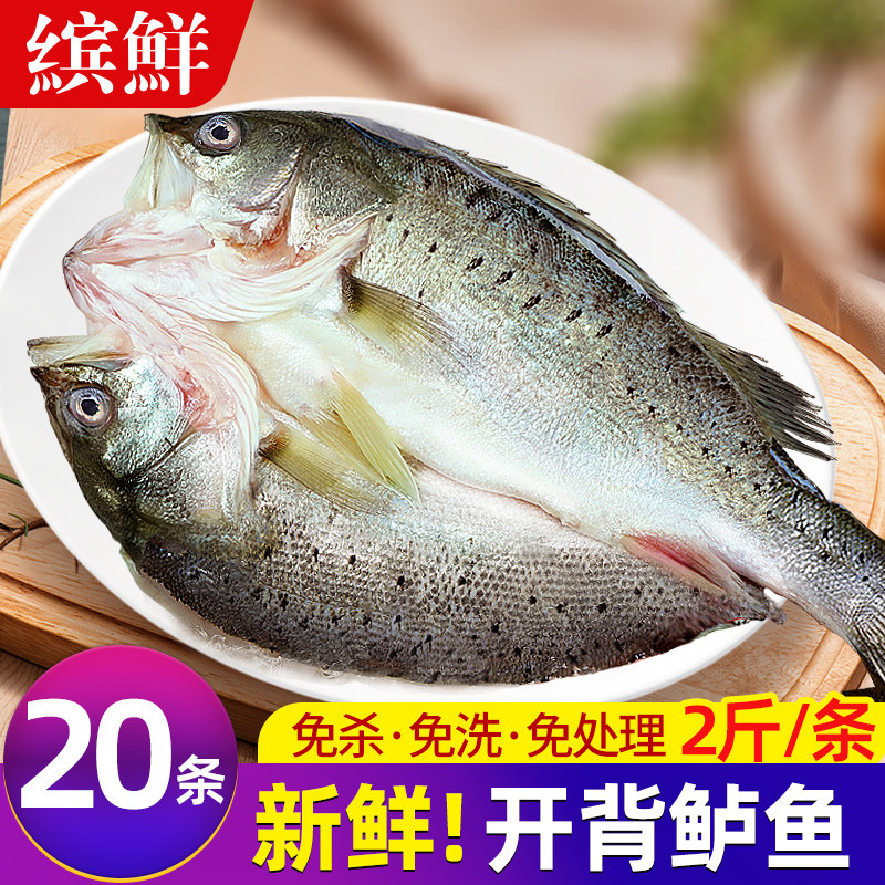 开背鲈鱼新鲜冷冻七星鲈鱼海鱼卢鱼水产烤鱼半成品烧烤商用批发 - 实物图
