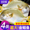新货金鲳鱼新鲜镜鱼海鱼鲳鱼金昌鱼湛江海鲜水产鲜活冷冻顺丰 包邮