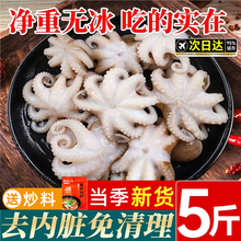 八爪鱼鲜活海鲜小章鱼水产新鲜爆头短腿八抓鱼冷冻迷你去内脏商用