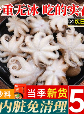 八爪鱼鲜活海鲜小章鱼水产新鲜爆头短腿八抓鱼冷冻迷你去内脏商用