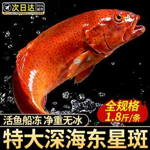 东星斑鲜活特大冷冻新鲜红石斑鱼燕尾斑龙胆深海海鲜水产