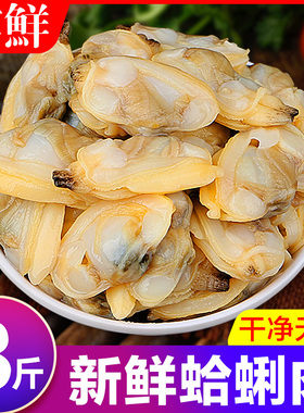 蛤蜊肉花甲鲜活花蛤黄蚬子肉花甲肉新鲜花螺海螺海鲜贝非干货即食