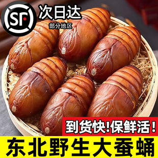东北鲜活柞蚕蛹大个蚕蛹新鲜活蝉蛹黄蚕蛹大茧蛹高蛋白香蝉蛹500g