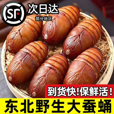 新鲜东北特产蚕蛹大个鲜活蚕蛹子