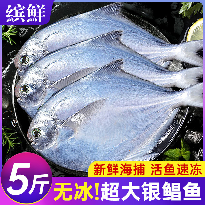银鲳鱼新鲜冷冻捕鲜活鲳鱼昌鱼白鱼平鱼鳊鱼海鱼海鲜水产非金鲳 - 缤鲜旗舰店出品