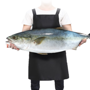 特大黄金鲅鱼8-10斤海鱼新鲜整箱批发大马鲛鱼冷冻大鲅鱼整条鲜活