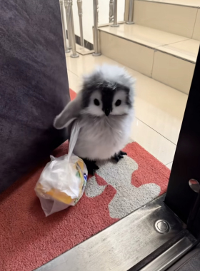 野生企鹅宠㓉自己走勇敢可爱 会跑会跳 会唱歌下单自己走已打疫苗