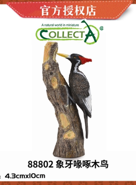 英国CollectA我你他野生动物模型玩具88802 啄木鸟