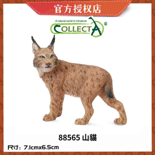 英国CollectA我你他野生动物模型玩具88565 山猫 猞猁 林曳野狸子
