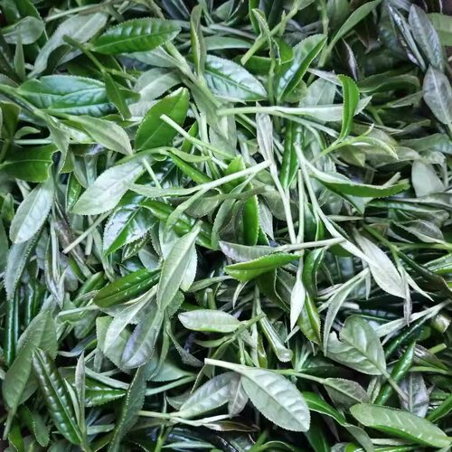 湖南湘西特产古丈红茶