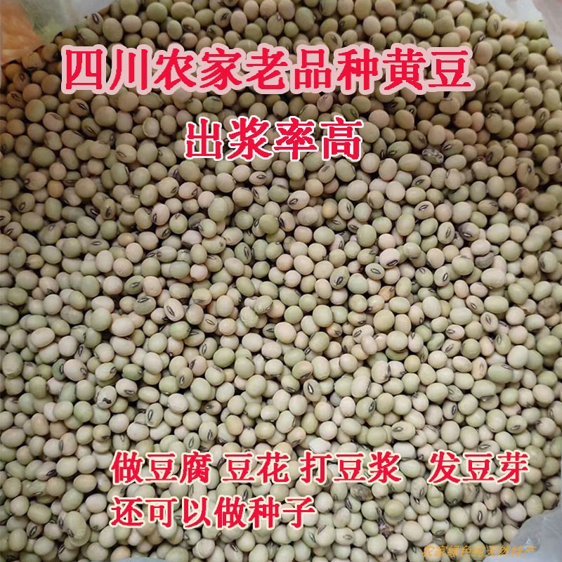 土黄豆2025年8月新货农家老品种豆子打豆浆专用四川本地非转基因