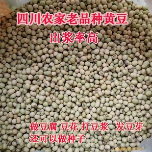土黄豆2025年8月新货农家老品种豆子打豆浆专用四川本地非转基因