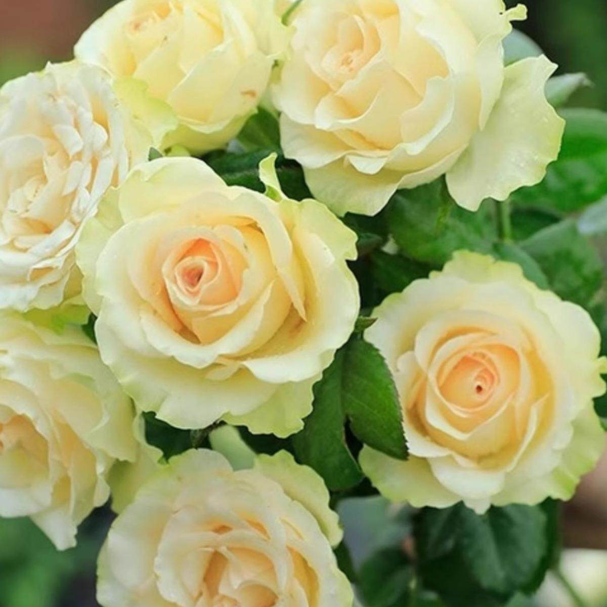 琉璃翠月季花苗花店常用切花品质玫瑰苗阳台盆栽勤花卉绿植