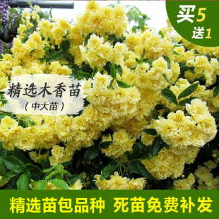 木香花苗黄木香盆栽爬藤植物浓香甜蜜红木香庭院阳台蔷薇攀援花卉