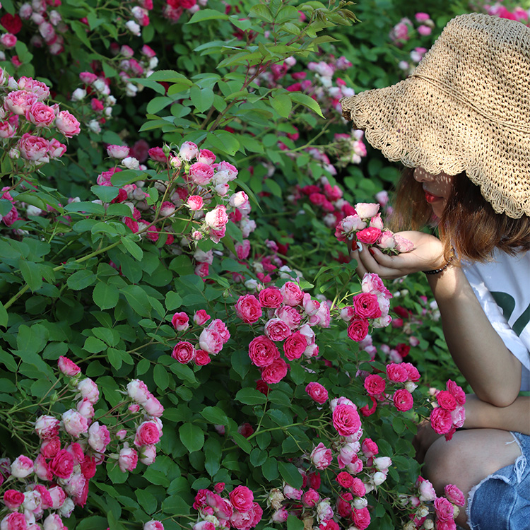 爬藤植物藤本月季攀援庭院