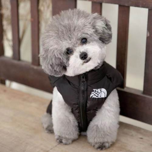 宠物狗羽绒服加厚马甲雪纳瑞泰迪