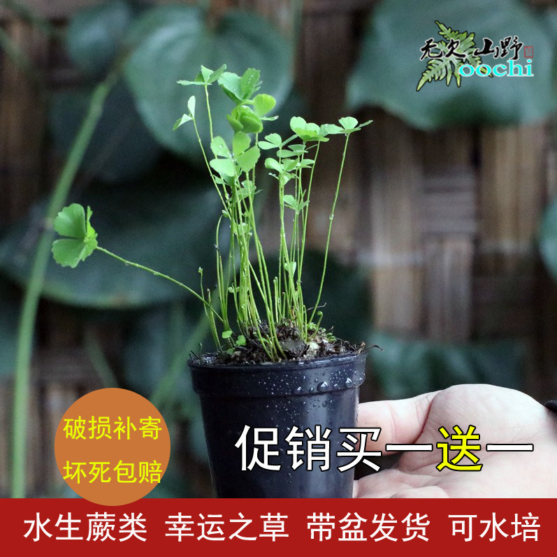 山野选集 幸运草四叶萍田字草绿植水培类植物耐水喜阴植物生态缸