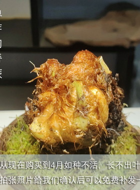 山野选集 单芽狗脊蕨老桩 室内庭院喜阴大中型易养蕨类幼叶红色