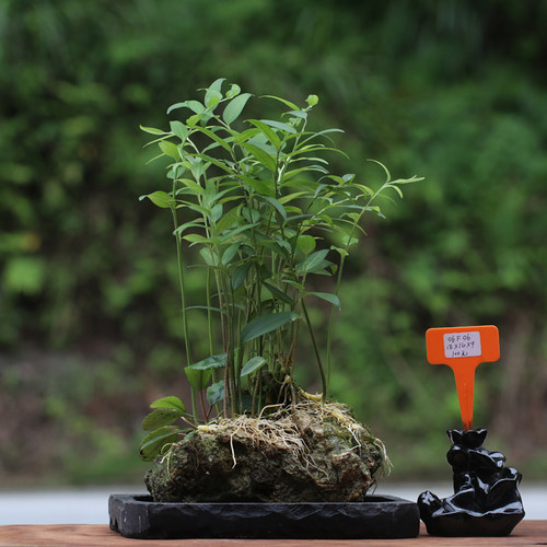 桌面野趣玉竹小盆景易养植物