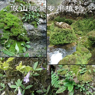 山野选集造景用【植物素材】亚热带苦苣苔豆兰等喜阴常绿易种花卉
