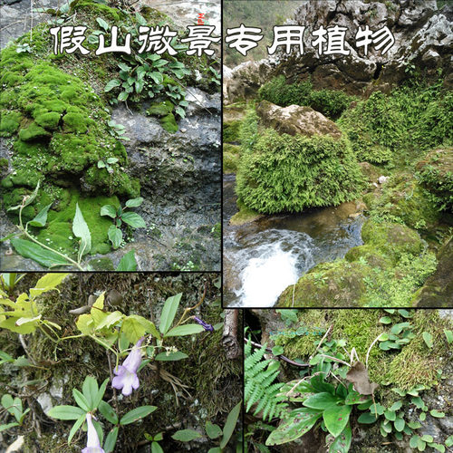山野选集亚热带豆兰菖蒲易种植物