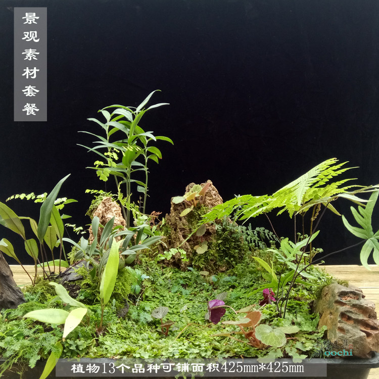 山野选集 亚热带雨林缸植物半成品素材套餐生态缸微景观绿植DIY