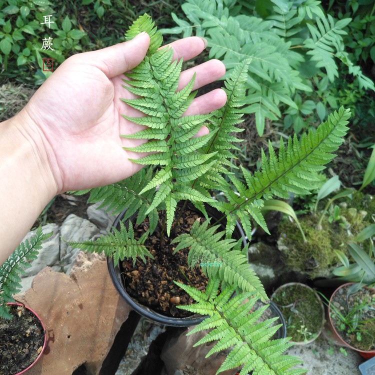 山野选集【对马耳蕨】中小型蕨类植物茎直立喜阴湿耐旱土生雨林缸 鲜花速递/花卉仿真/绿植园艺 绿植 原图主图