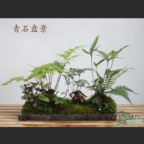 山野雅居蕨类组合盆栽喜阴易养