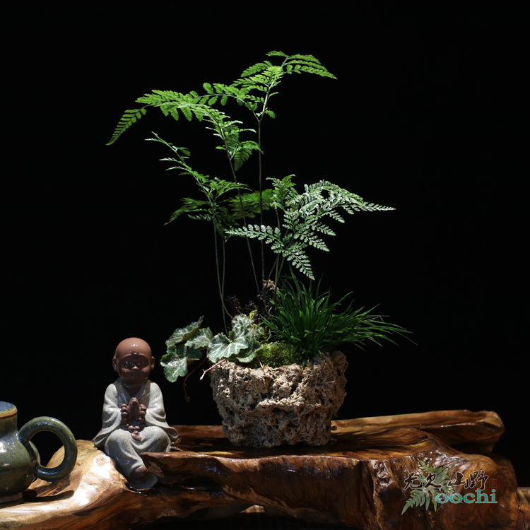 茶室茶台小绿植摆件狼尾蕨组合景