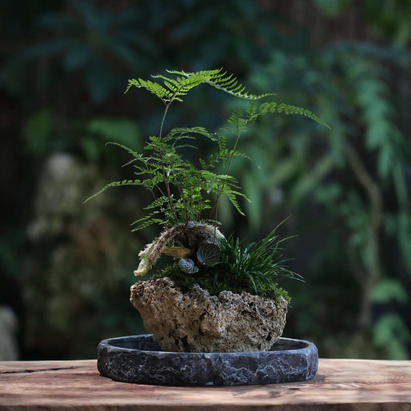 山野雅居狼尾蕨类菖蒲苔藓盆景吸水石成品喜阴易养室内绿植送托盘,鲜花速递/花卉仿真/绿植园艺,绿植,淘宝优惠券,粉丝福利购,淘宝优惠卷