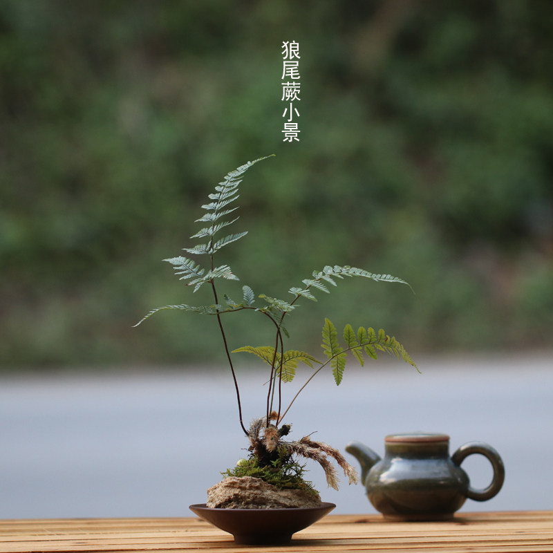 山野雅居 茶桌小景绿植狼尾蕨成品微景观喜阴耐旱 易养易种蕨类