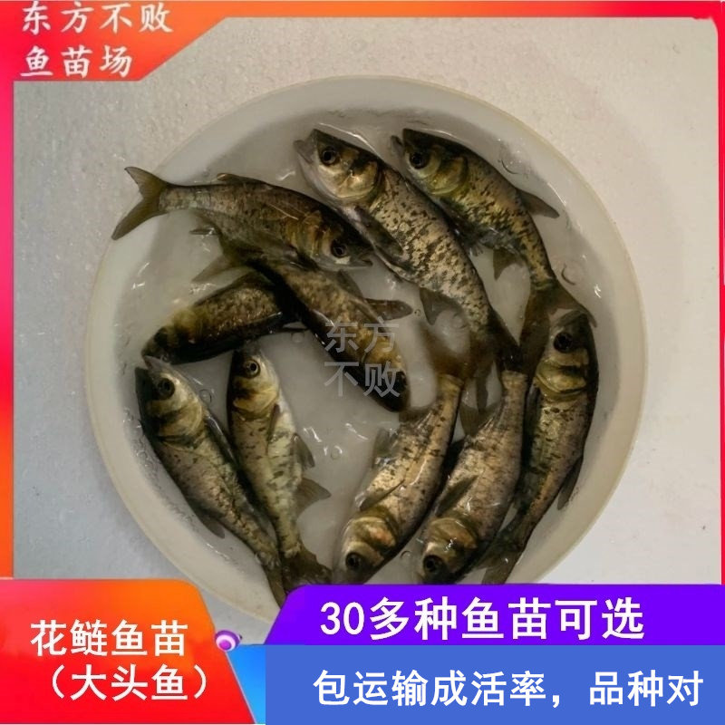 花鲢鱼苗大胖头淡水活体鳙雄鱼苗