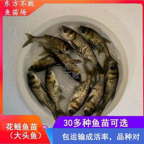 大花鲢鱼苗大头鱼胖头鱼雄鱼鲢鳙鱼淡水养殖活体食用小鱼饲料鱼苗 - 封面