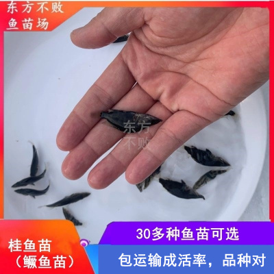 桂花淡水季花鱼苗活体