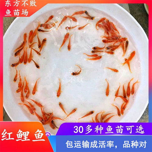 红鲤鱼苗淡水养殖观赏食用好养
