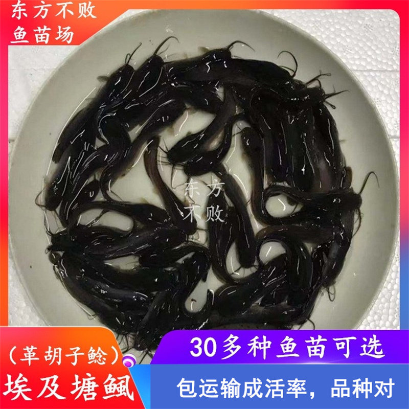 革胡子鲶鱼埃及塘鲺鱼苗塘虱鱼凶猛大型鱼八须鲶鱼活体淡水大鱼苗