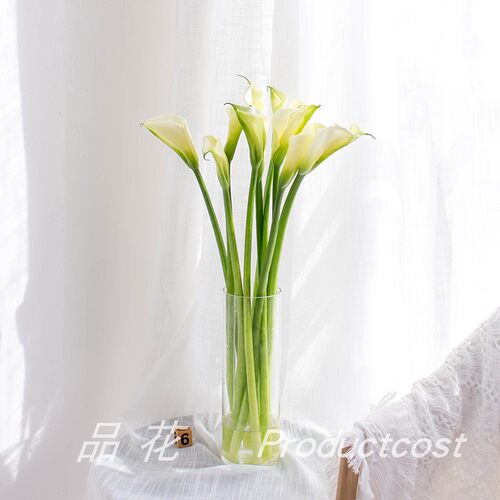 海芋马蹄莲销量排行榜 海芋马蹄莲品牌热度排名 小麦优选