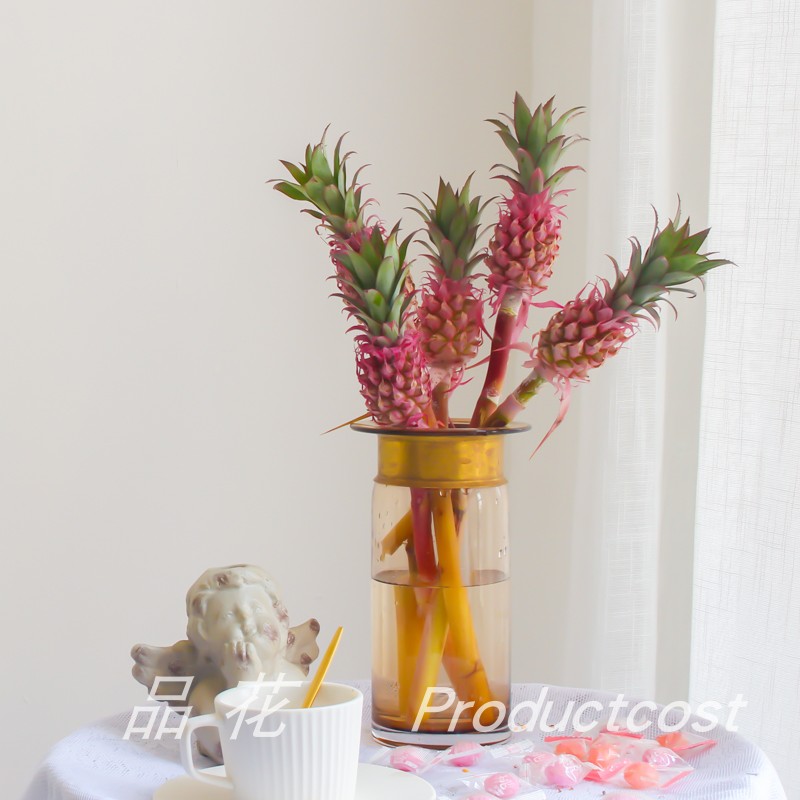 荷兰进口小菠萝鲜花家养办公水养插花黑凤梨永生干花云南顺丰包邮