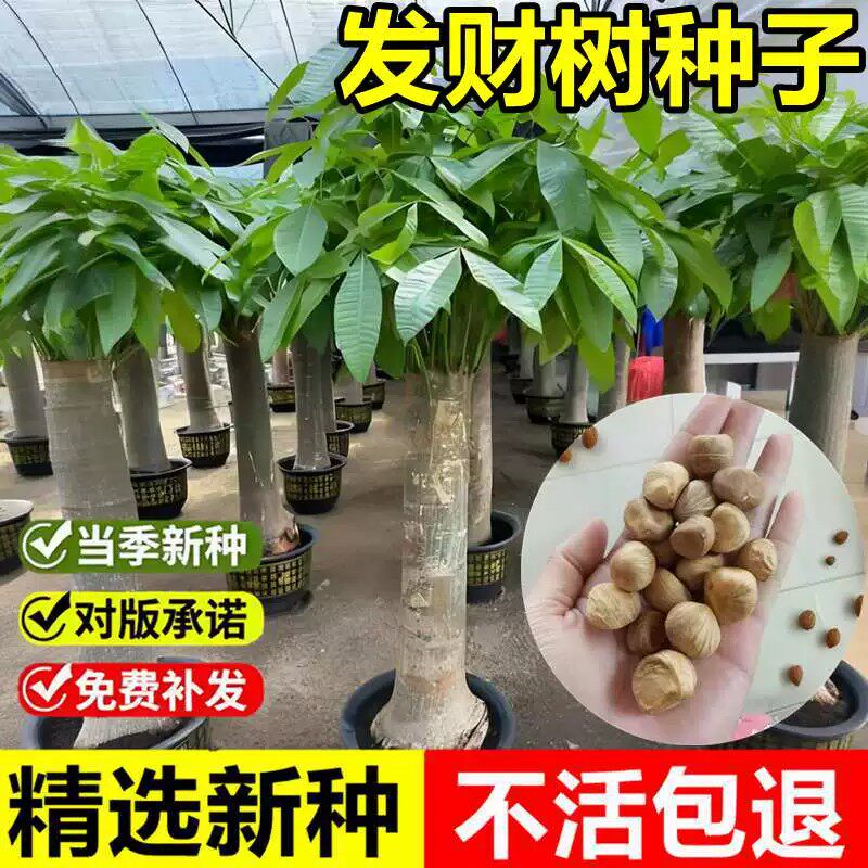 当年新采发财树种子马拉巴栗光瓜栗瓜栗光巴栗观赏常绿乔木树种籽